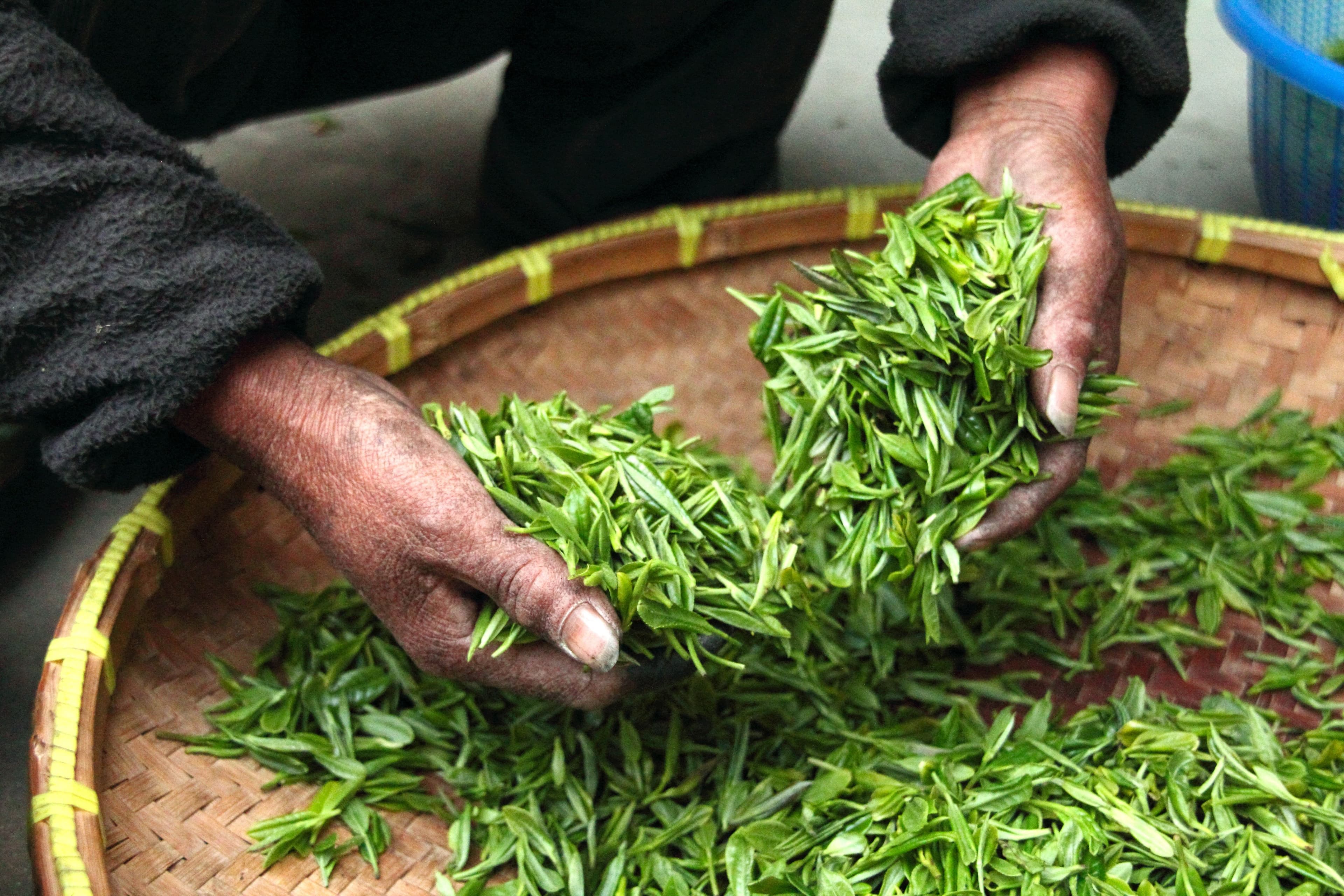 Fresh tea leaves held in hand