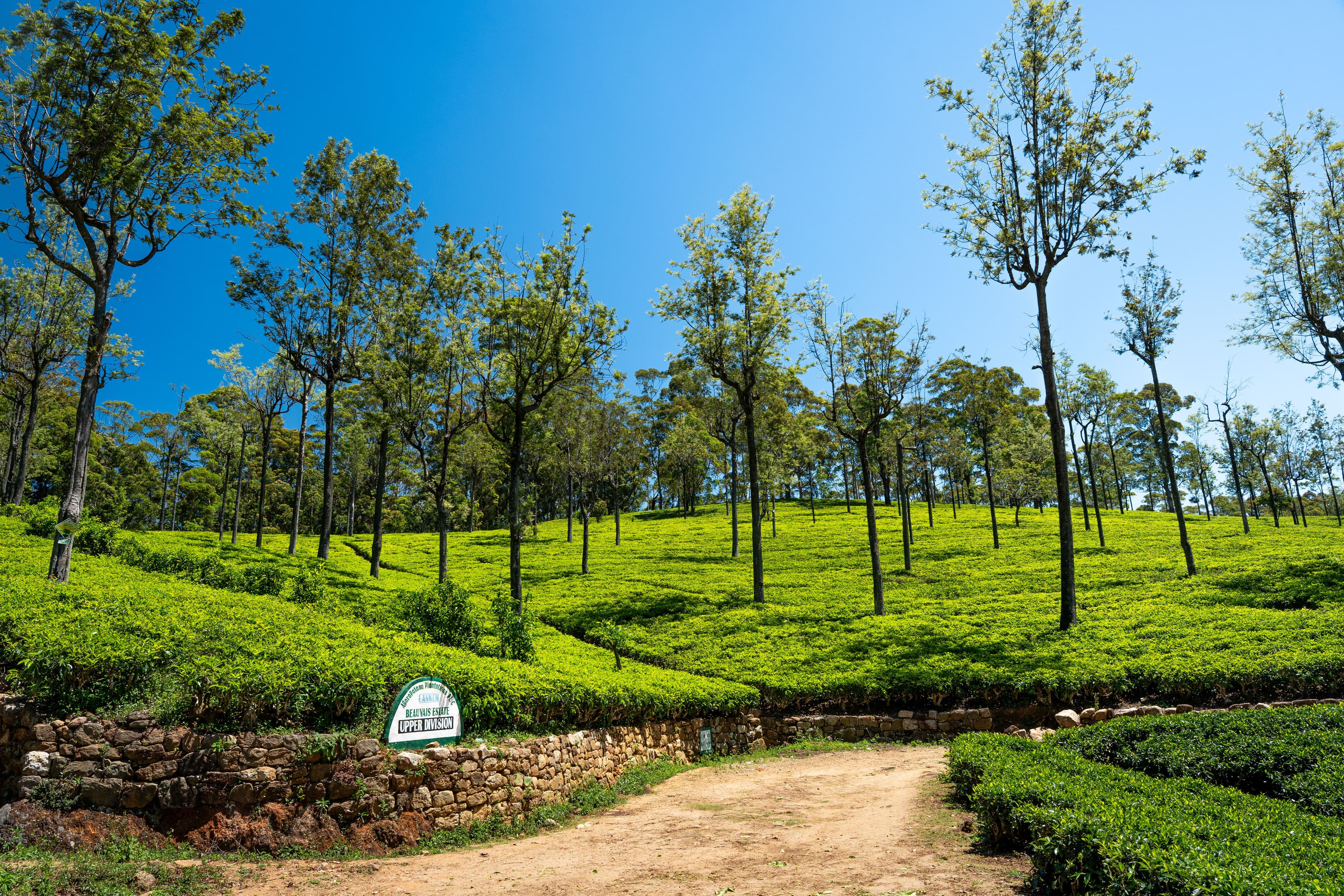 Misty tea estate at dawn